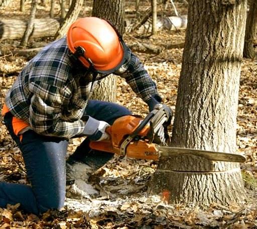 Tree Removal in Walker, SD